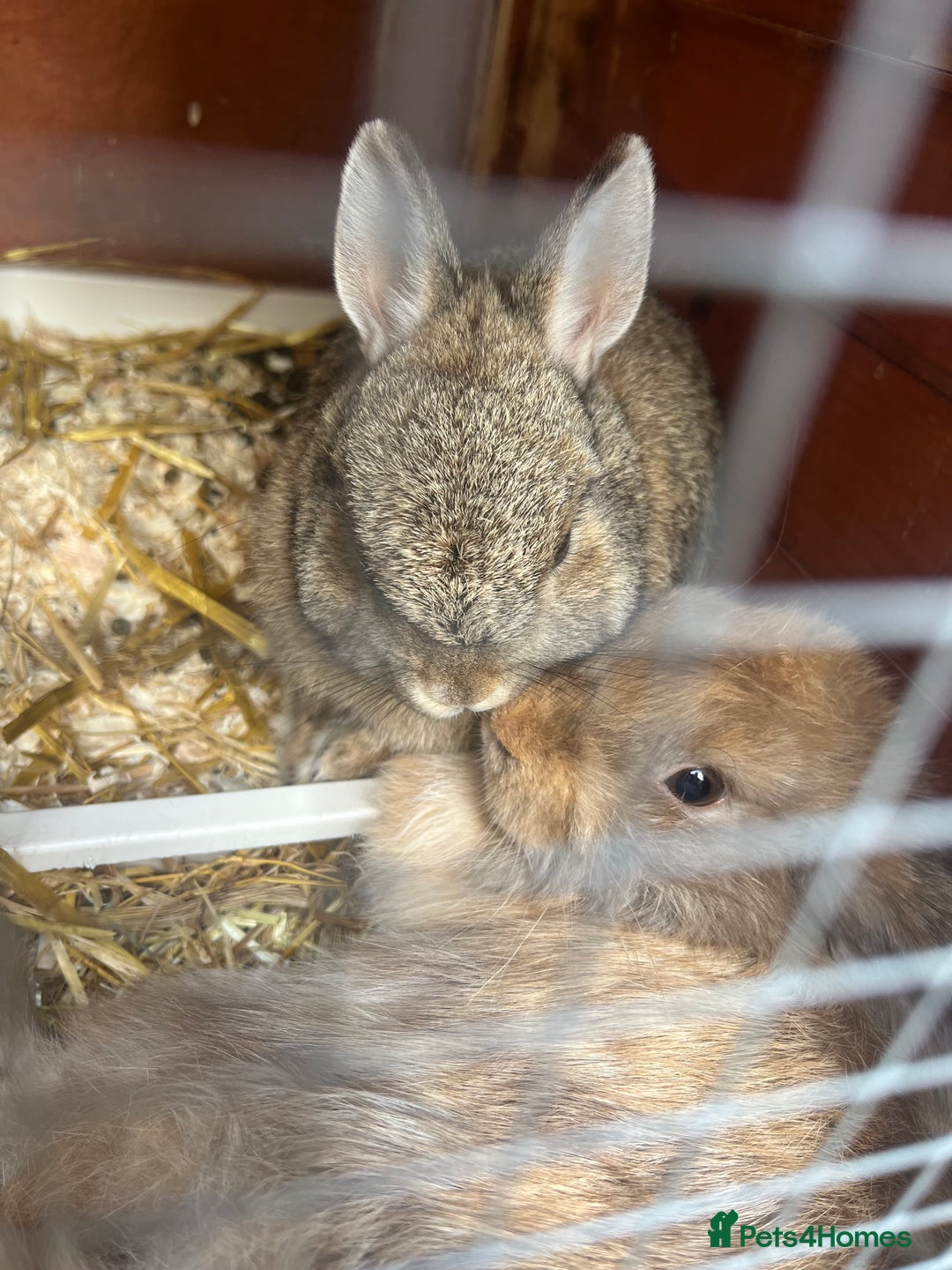 Mixed Breed rabbits for sale: Bonded female pair - Image 2