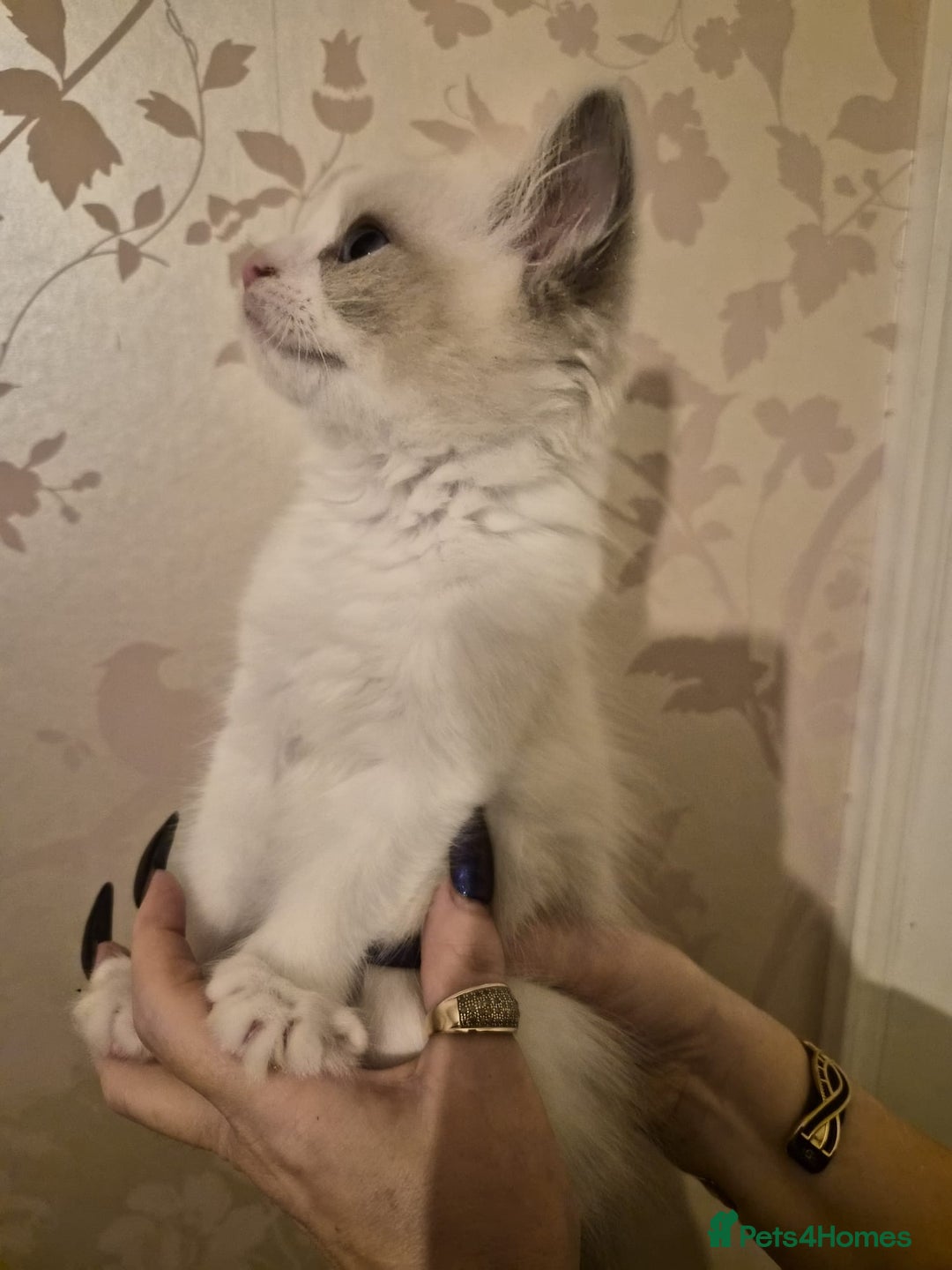 Ragdoll cats for sale: Beautiful purebreed Ragdoll kittens - Advert 6