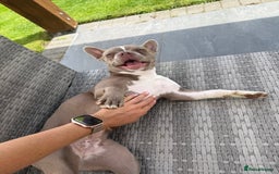 Boston Terrier dogs for sale: Boston Terrier puppies 🐶  - Image 8