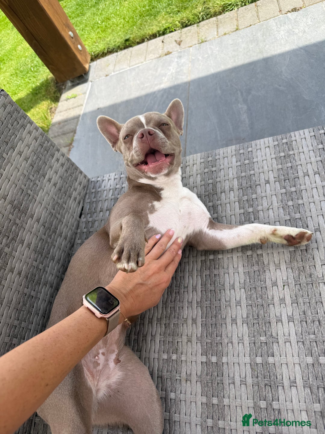 Boston Terrier dogs for sale: Boston Terrier puppies 🐶  - Image 8