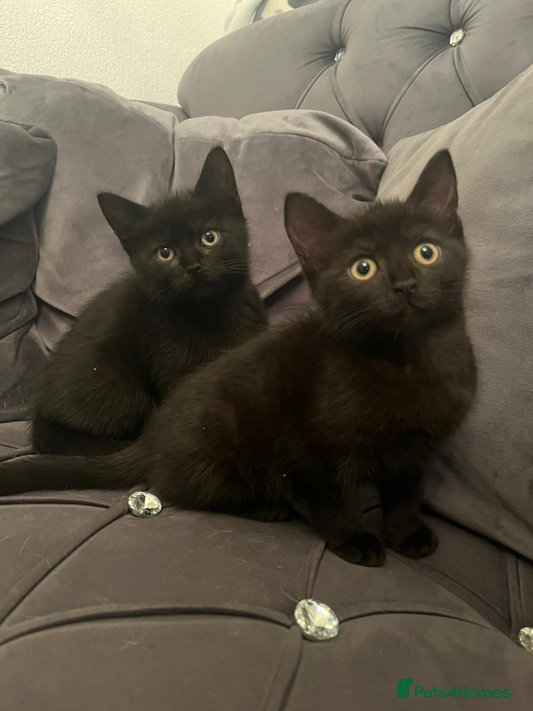 Brazilian Shorthair cats for sale: British short hair x siamese - Advert 4