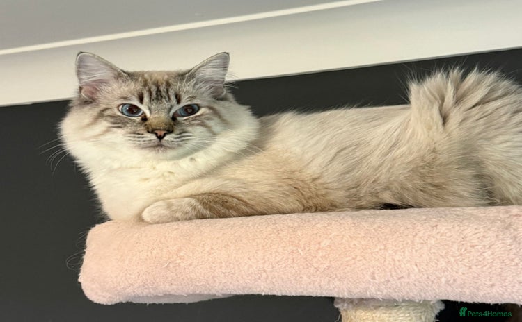 Ragdoll cats - Advert 10