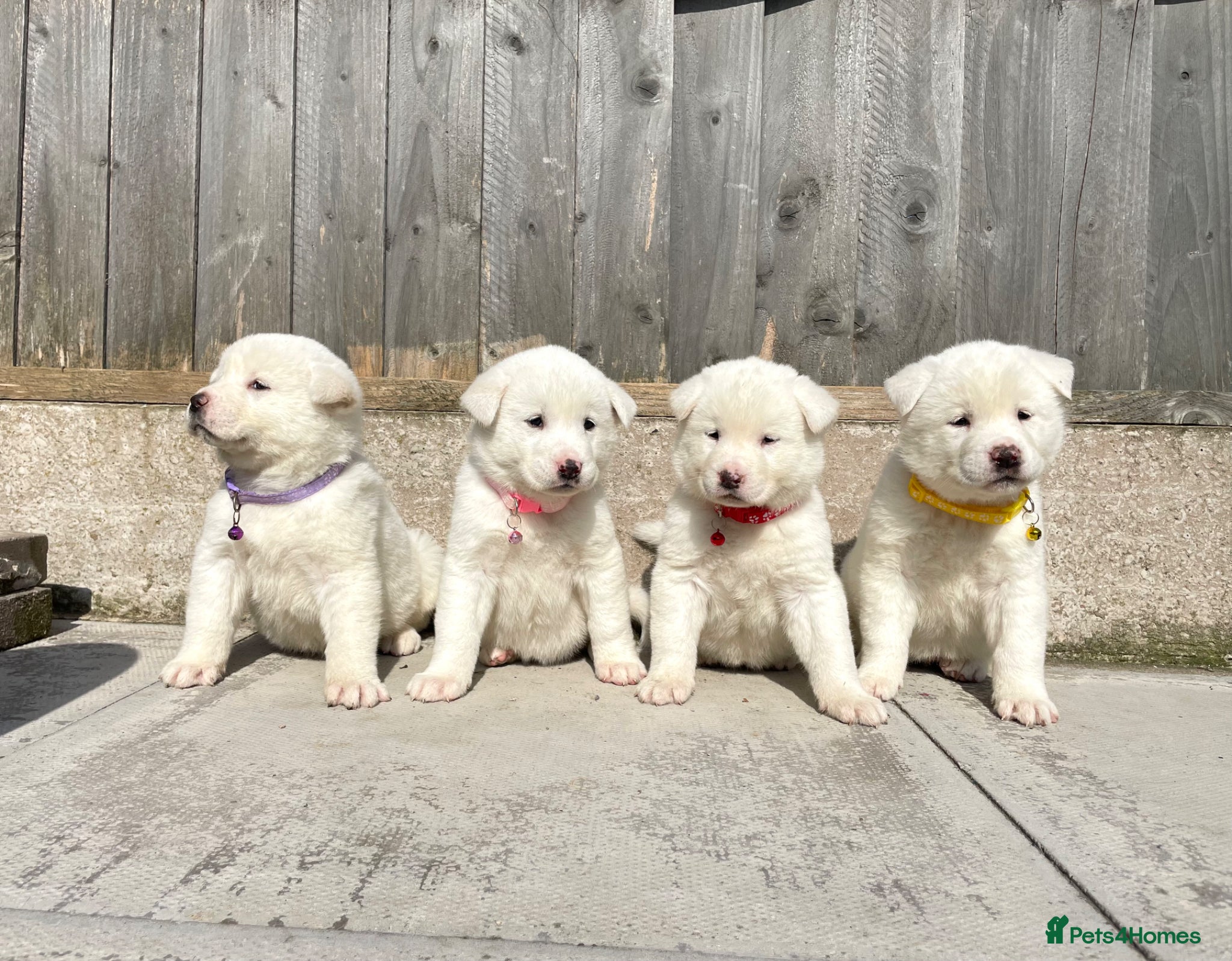 Akita dogs Akita puppys for sale - Advert 2