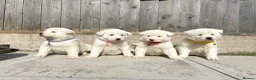 Akita dogs for sale: Akita puppys for sale - Advert 2