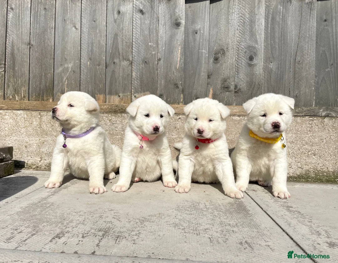 Akita dogs for sale: Akita puppys for sale - Advert 2