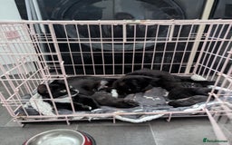 Mixed Breed cats for sale: Gorgeous kittens - looking for their forever home - Image 6