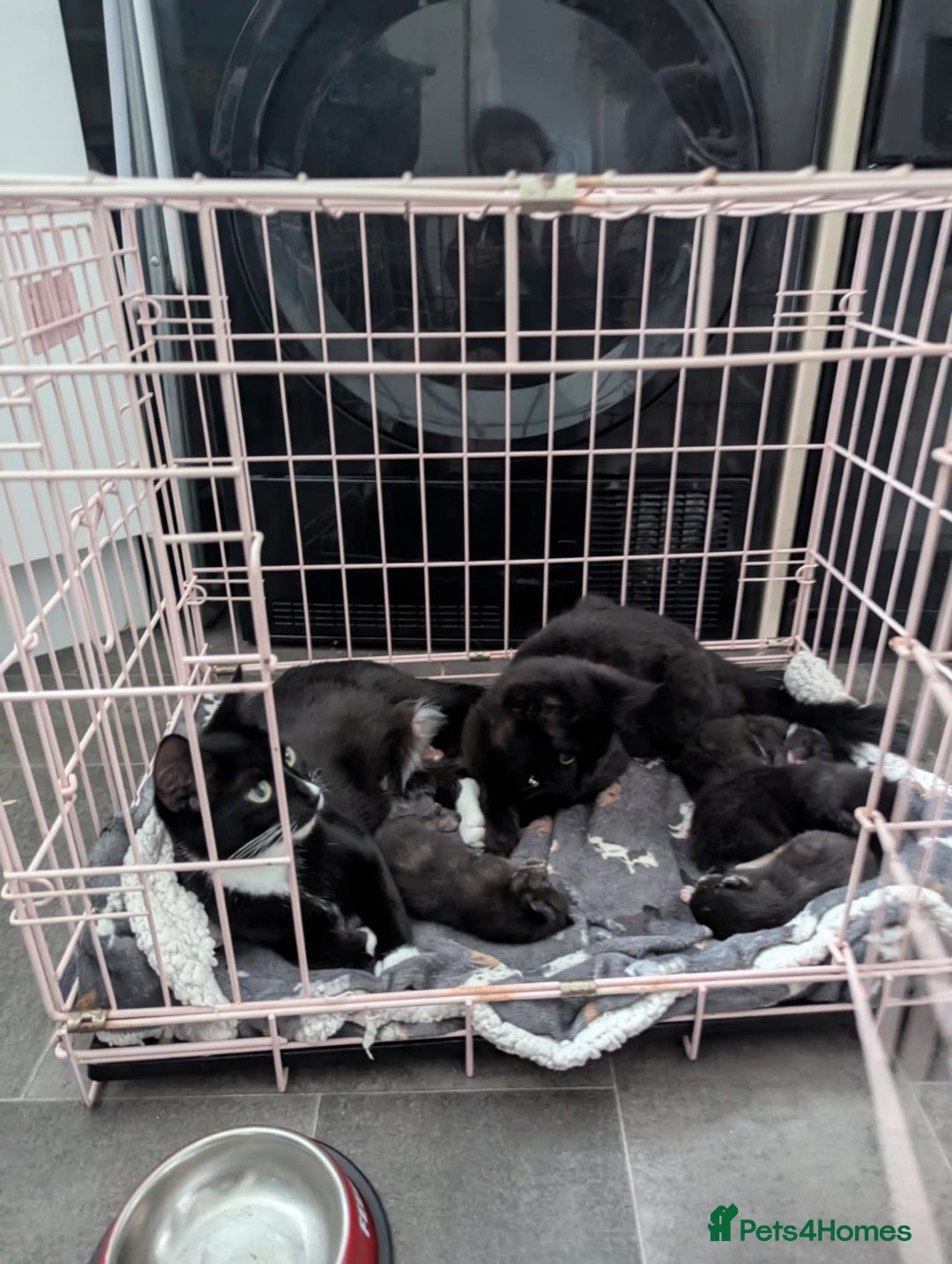Mixed Breed cats for sale: Gorgeous kittens - looking for their forever home - Image 6