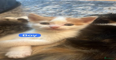 Mixed Breed cats - Advert 5