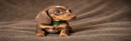 Miniature Dachshund dogs for sale: LAST 3 READY TO LEAVE Smooth haired mini dachunds - Advert 4