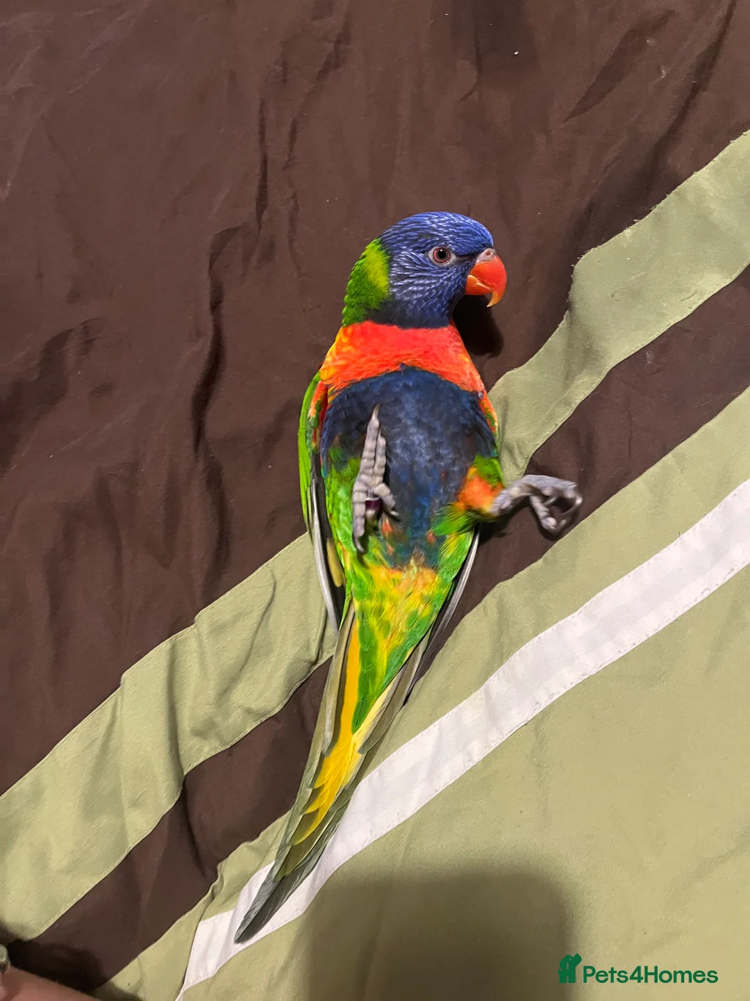 Lorikeets birds for sale: Female Rainbow Lorikeet - Advert 1