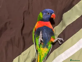 Lorikeets birds Female Rainbow Lorikeet - Advert 7