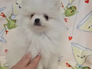 Pomeranian dogs 2 left Tiny Gorgeous KC White Pomeranians - Advert 7