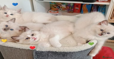 Ragdoll cats - Advert 9