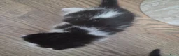 Mixed Breed cats for sale: 🐱 Bshxpersian cute kittens 🥰 - Advert 26