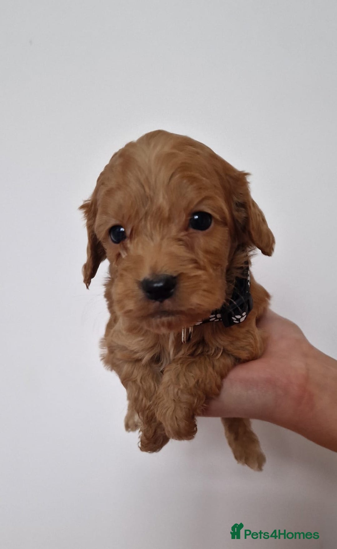 Cockapoo dogs for sale: F1 Cokerpoo puppies  - Advert 13