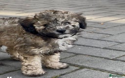Miniature Poodle dogs for sale: Home Bred pups, extensively Health tested - Image 6