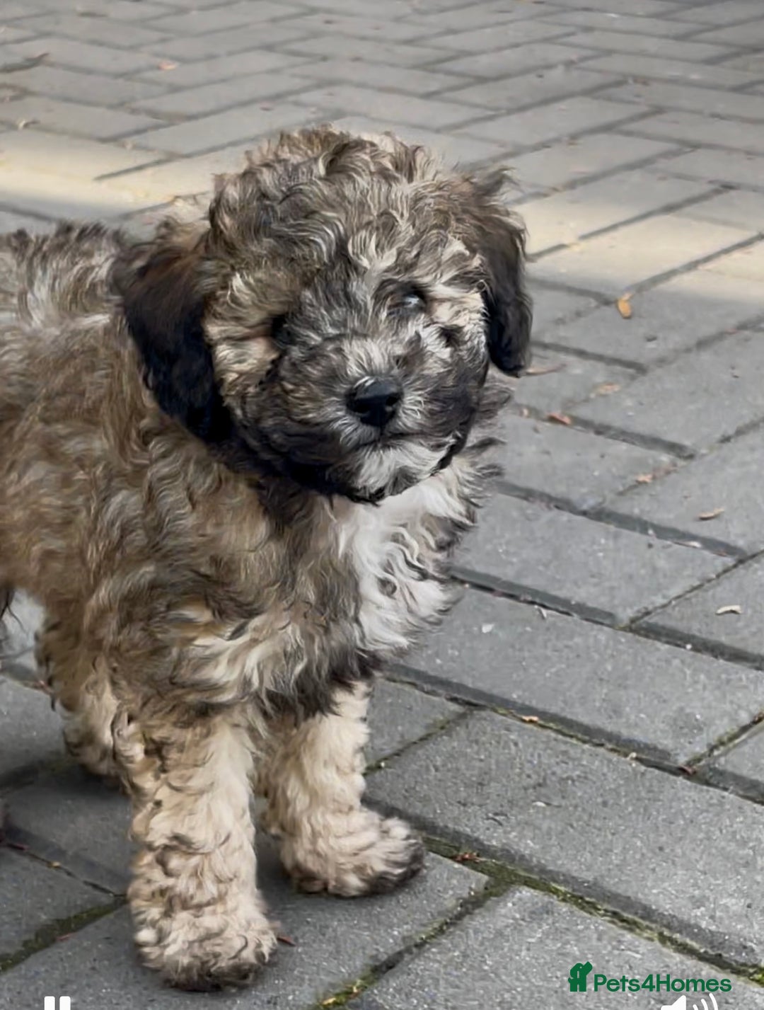 Miniature Poodle dogs for sale: Home Bred pups, extensively Health tested - Image 6