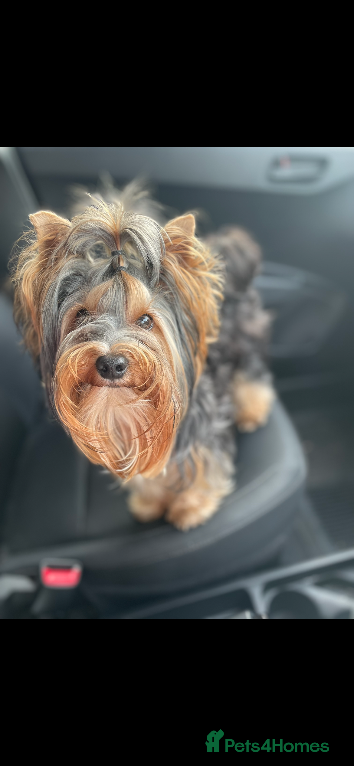 Yorkshire Terrier dogs Mini Yorkshire terrier for stud  - Advert 3