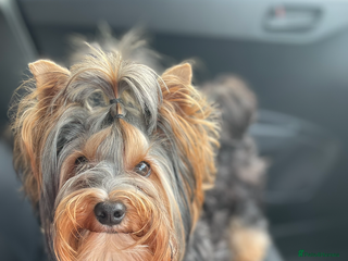 Yorkshire Terrier dogs Mini Yorkshire terrier for stud - Advert 8