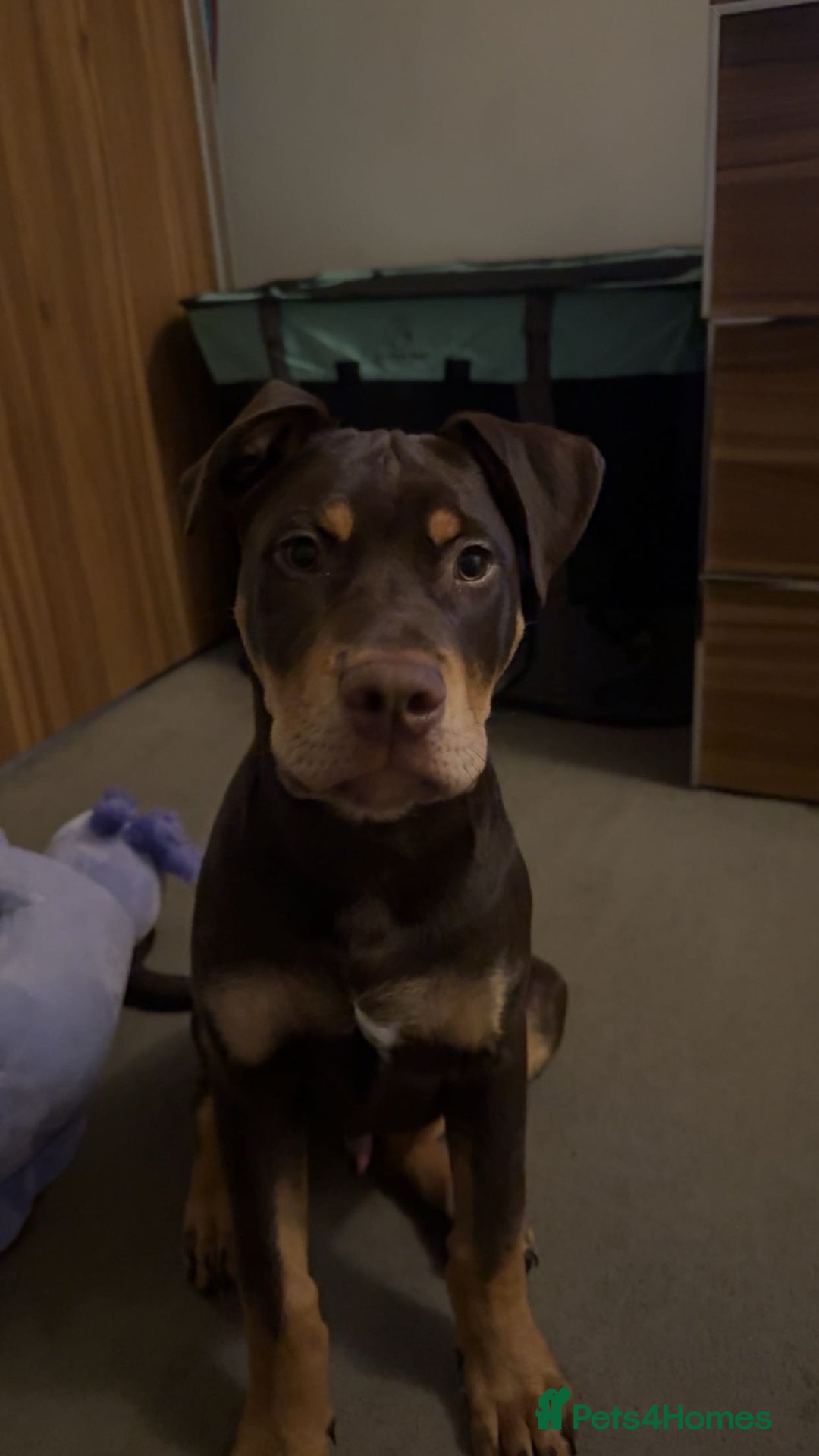 Mixed Breed dogs for sale: Woody Doberman staffy cross - Advert 1