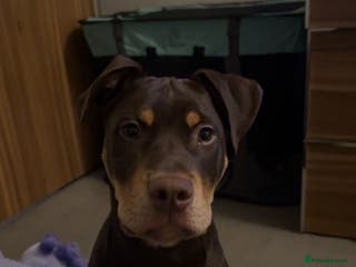 Mixed Breed dogs Woody Doberman staffy cross - Advert 5