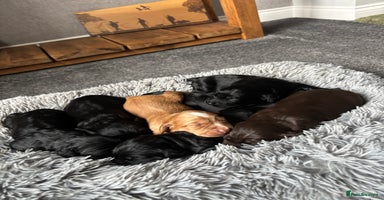 Cocker Spaniel dogs - Advert 16