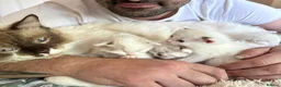 Ragdoll cats for sale: Looking for perfect furry companion?🐾😻 - Advert 19