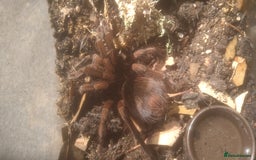 Tarantulas invertebrates for sale: Tarantulas at a reduced price in Salford - Image 3