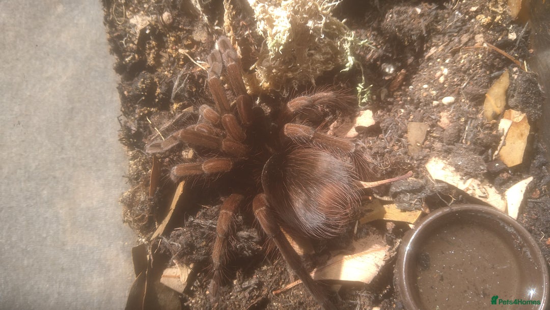 Tarantulas invertebrates for sale: Tarantulas at a reduced price in Salford - Image 3