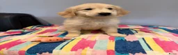 Golden Retriever dogs for sale: Beautiful golden retriever pups ready now  - Advert 7