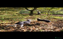 Whippet dogs for sale: 8 KC gorgeous pups, 4 boys & 4 girls. - Image 22