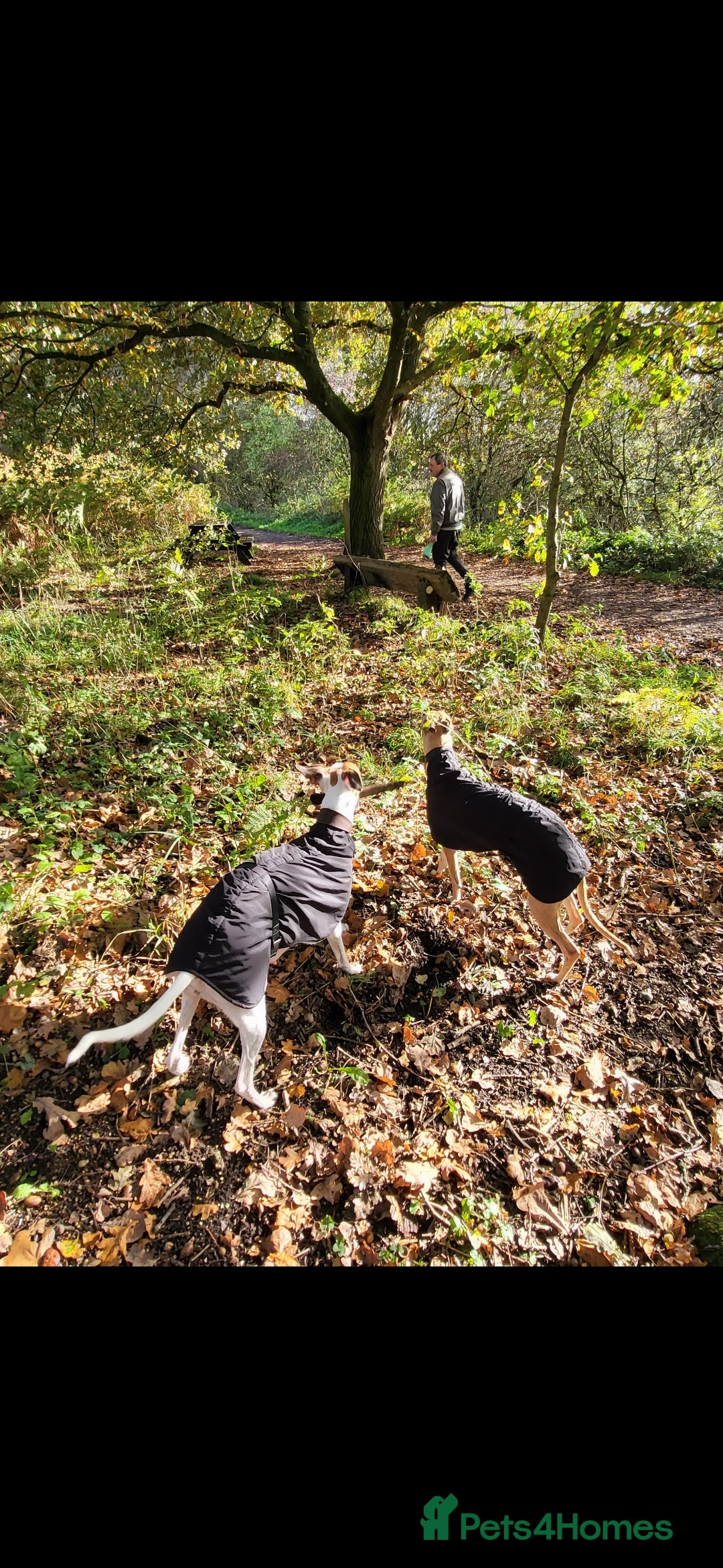 Whippet dogs for sale: 8 KC gorgeous pups, 4 boys & 4 girls. - Image 22