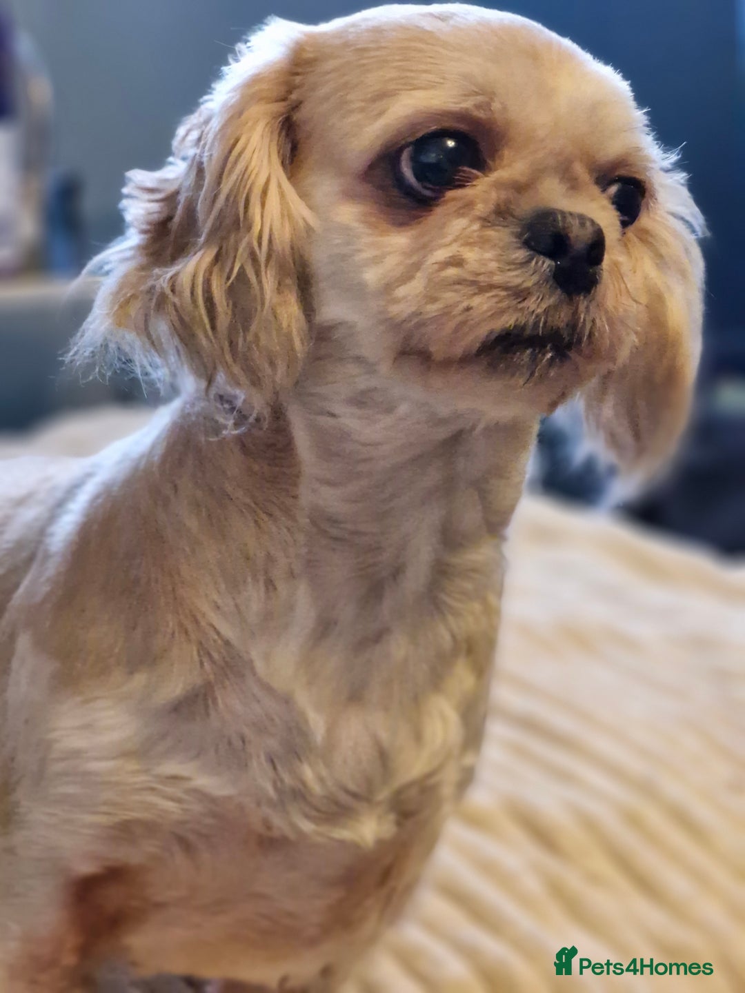 Shih Tzu dogs for sale: Shihzu girl 2 and a half years old - Advert 2