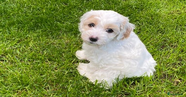 Cockapoo dogs - Advert 6