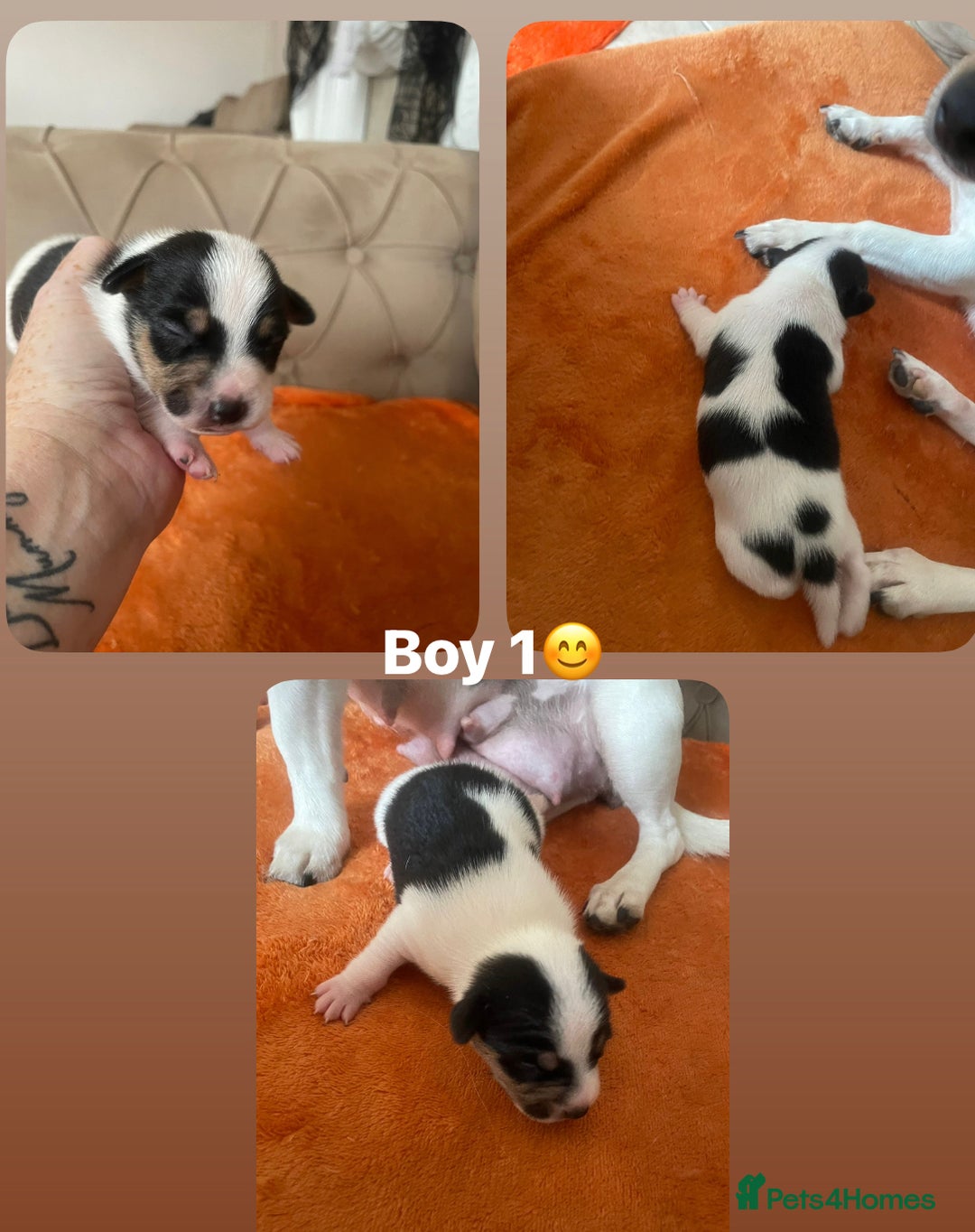 Jack Russell dogs for sale: Jack Russel puppys  - Advert 5