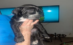 Mixed Breed dogs for sale: Cane corso X Dalmatian - Corsomatian  - Image 5