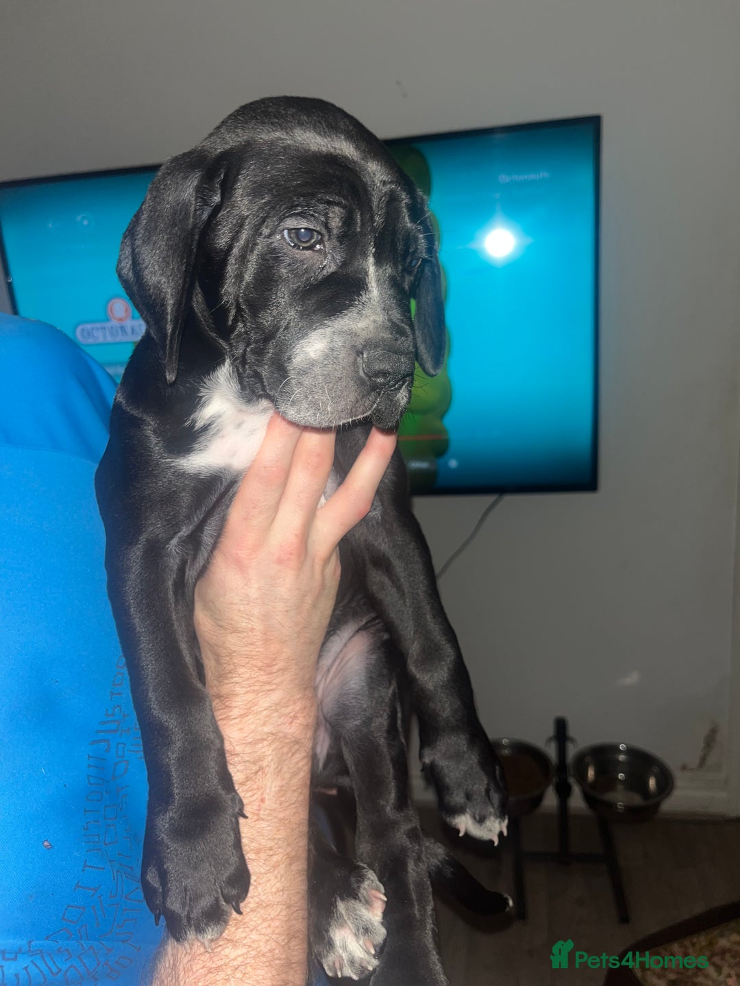 Mixed Breed dogs for sale: Cane corso X Dalmatian - Corsomatian  - Image 5