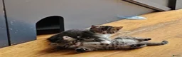 Mixed Breed cats for sale: Gorgeous house raised kittens  - Advert 6
