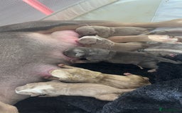 American Bully dogs for sale: American pocket bully’s  - Advert 8