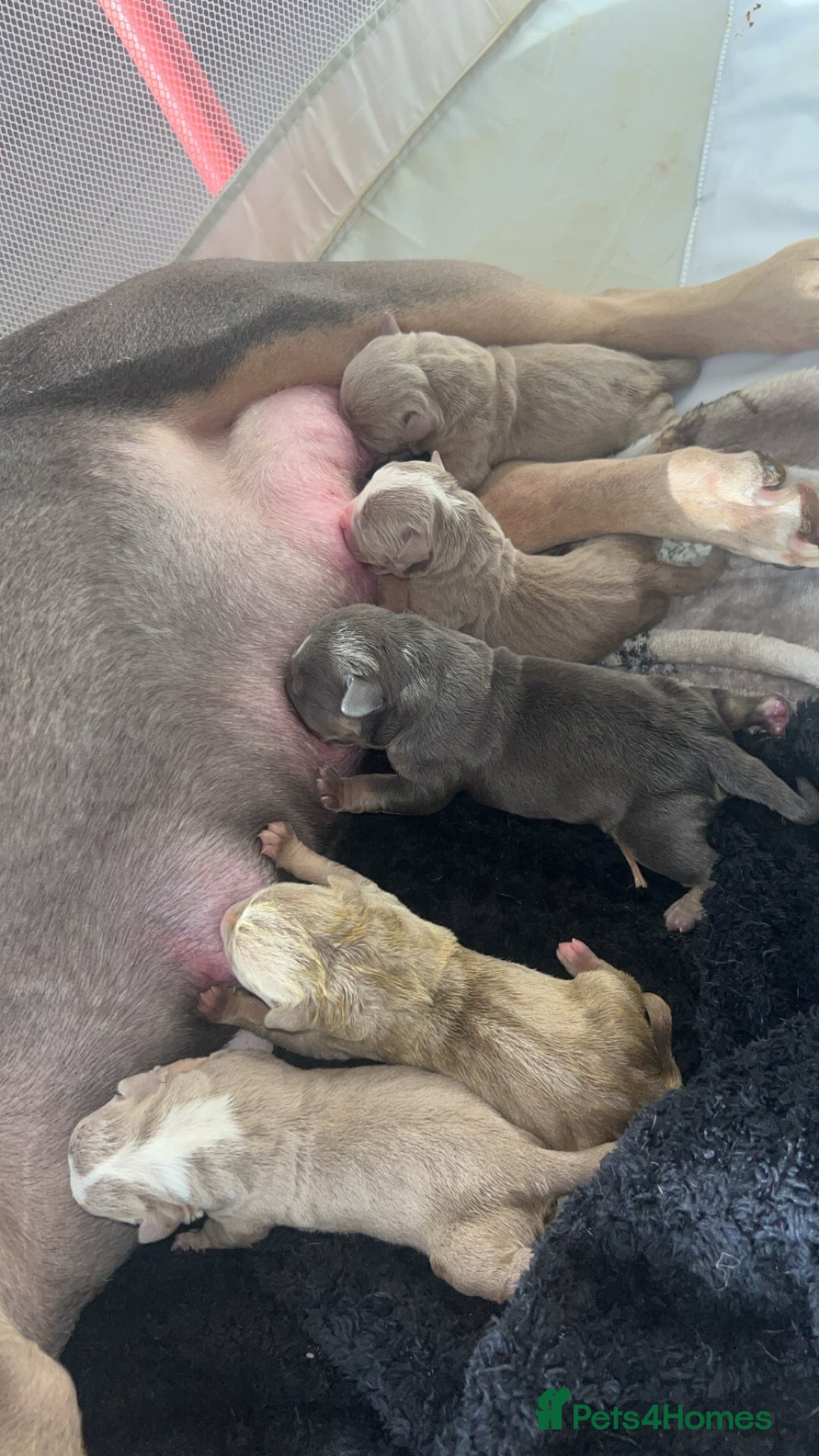 American Bully dogs for sale: American pocket bully’s  - Advert 8