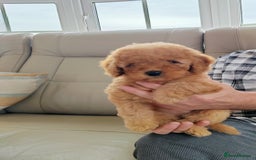 Cavapoo dogs for sale: TOY CAVAPOO DNA TESTED PARENTS AND GRANDPARENTS  - Image 18