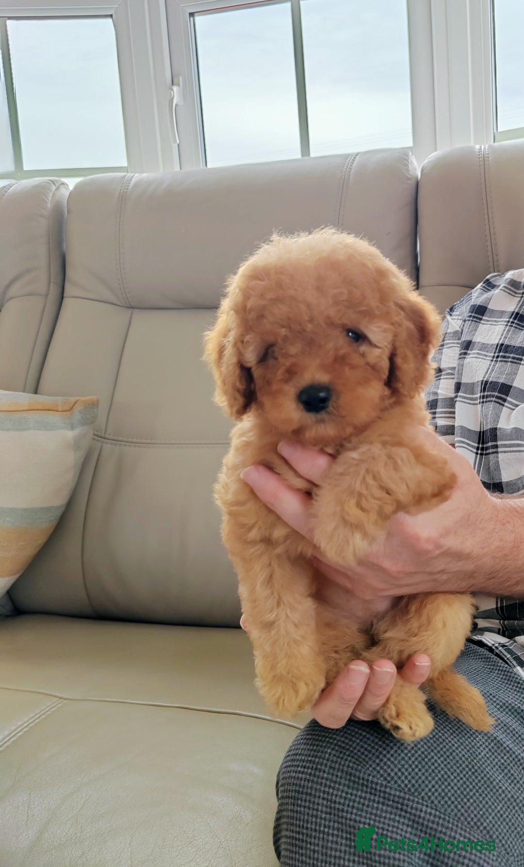 Cavapoo dogs for sale: TOY CAVAPOO DNA TESTED PARENTS AND GRANDPARENTS  - Image 18