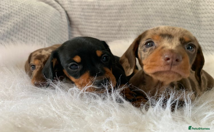 Miniature Dachshund dogs - Advert 13