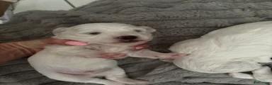Mixed Breed Puppy 5