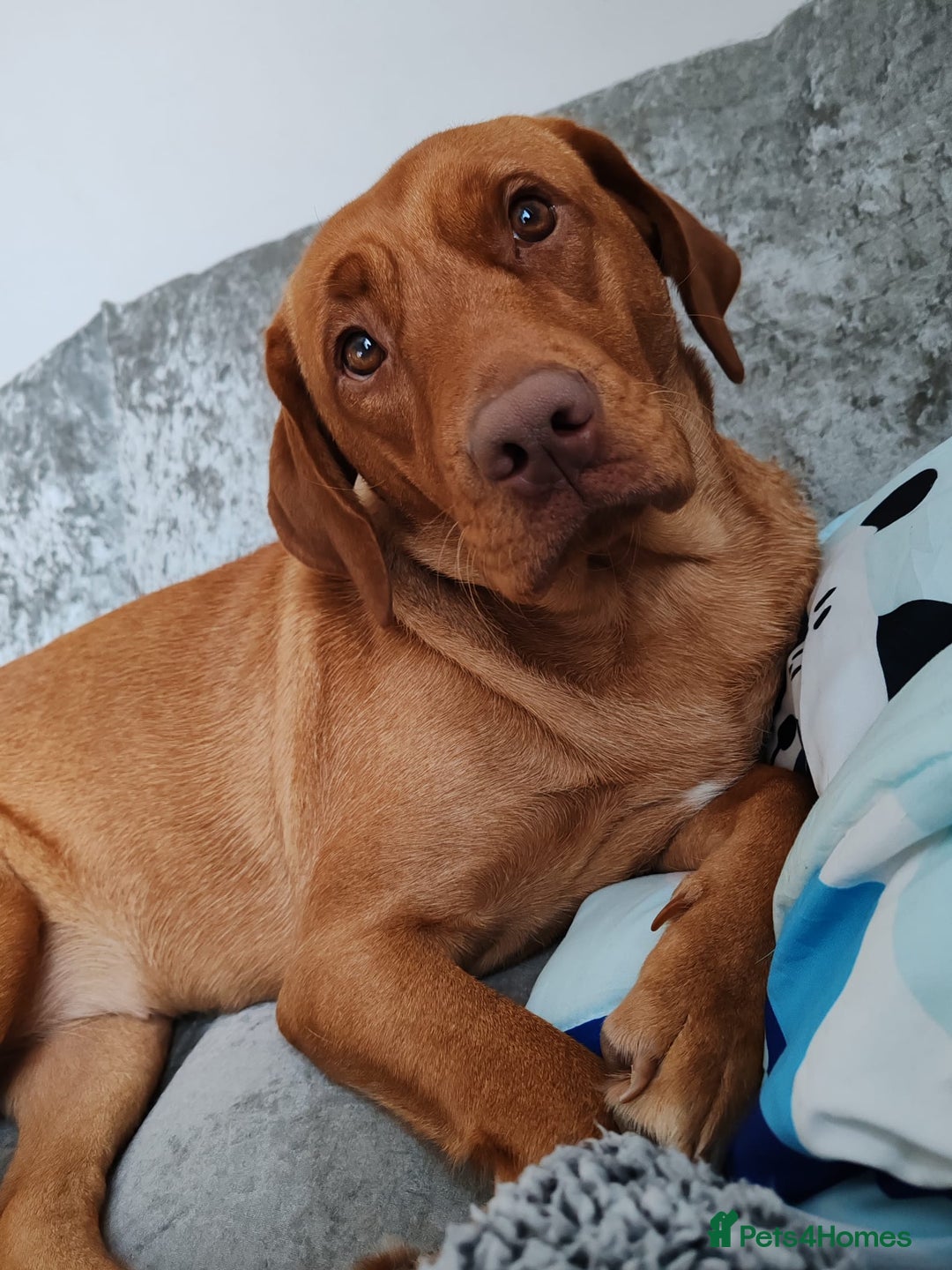 Labrador Retriever dogs for sale: Labrador Puppies (FOX RED) 5 Boys Available  - Advert 6