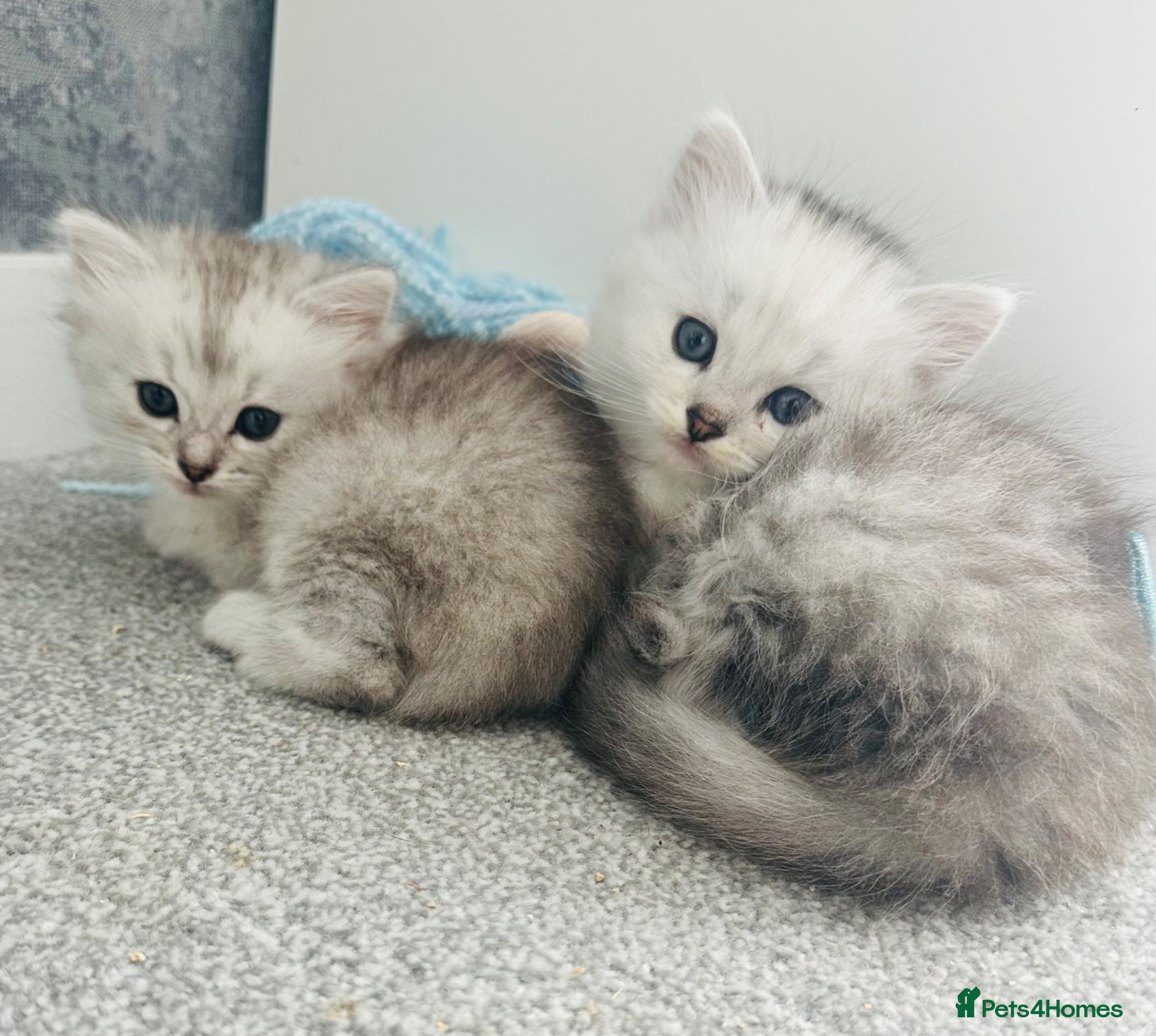 Persian cats Silver tipped Persian chinchilla - Advert 1