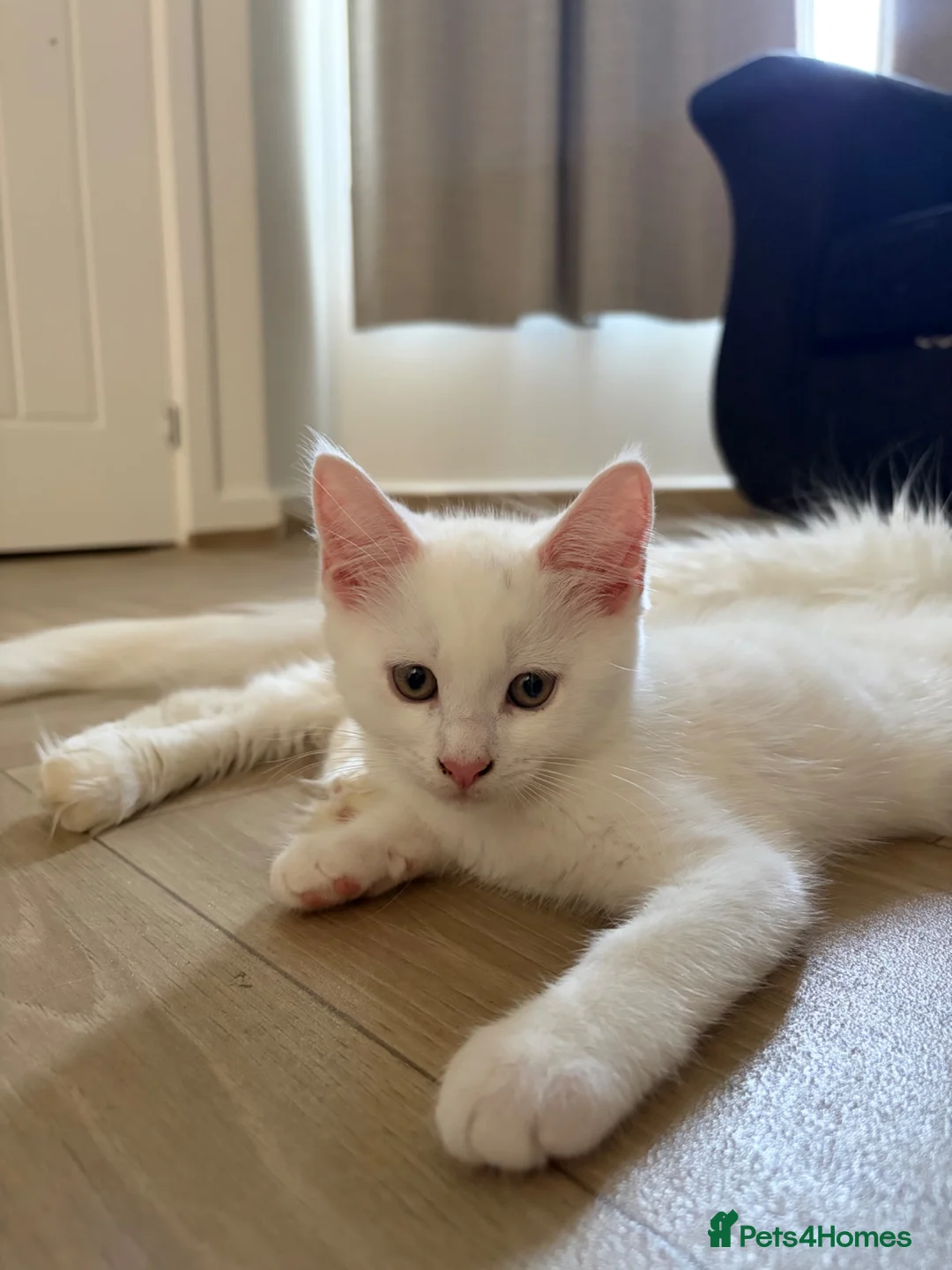 Mixed Breed cats for sale: Maine coon cross in Pershore - Advert 6