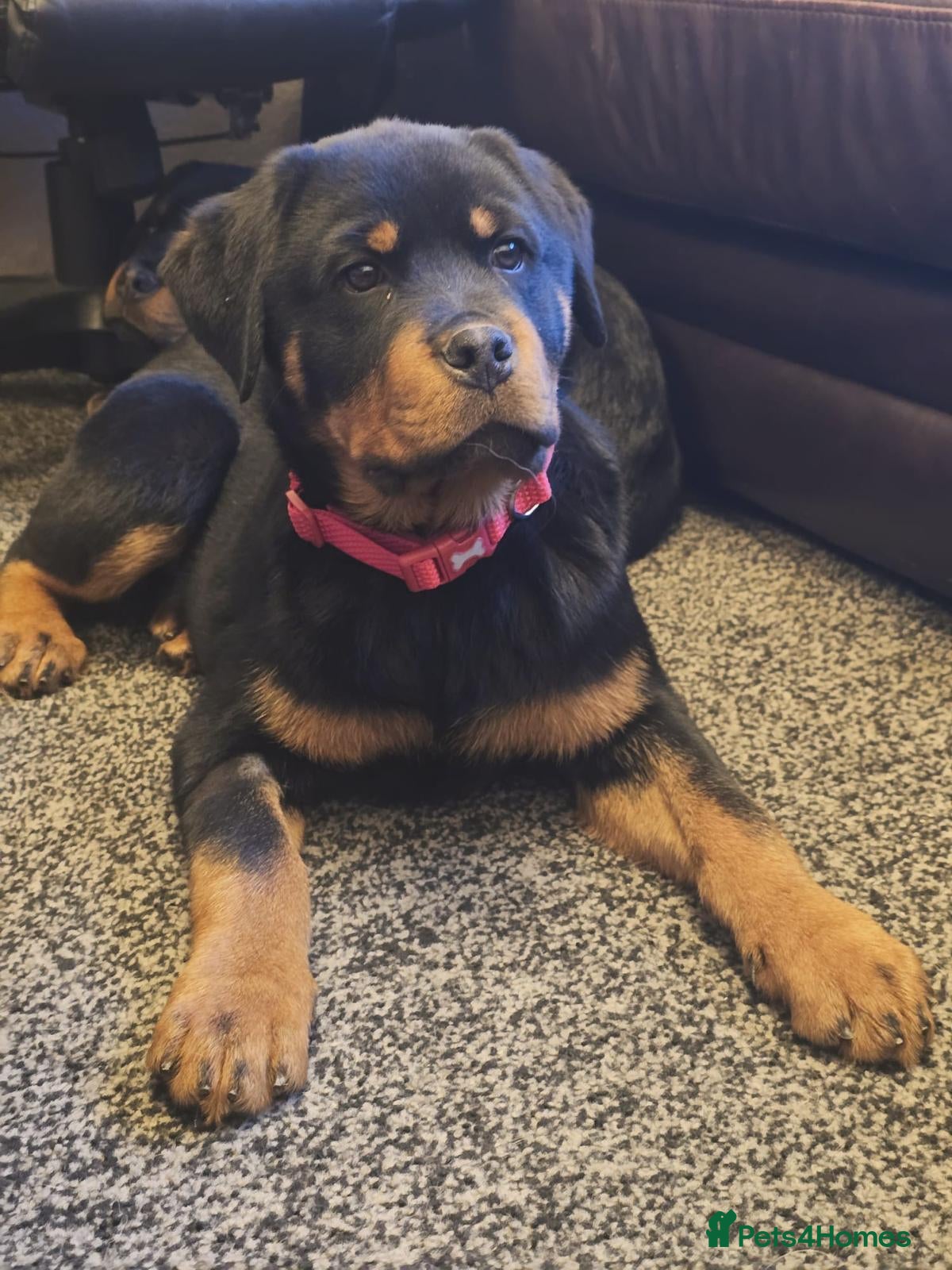 Rottweiler dogs Top German Rottweiler - Advert 7