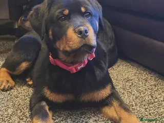 Rottweiler dogs Top German Rottweiler - Advert 7