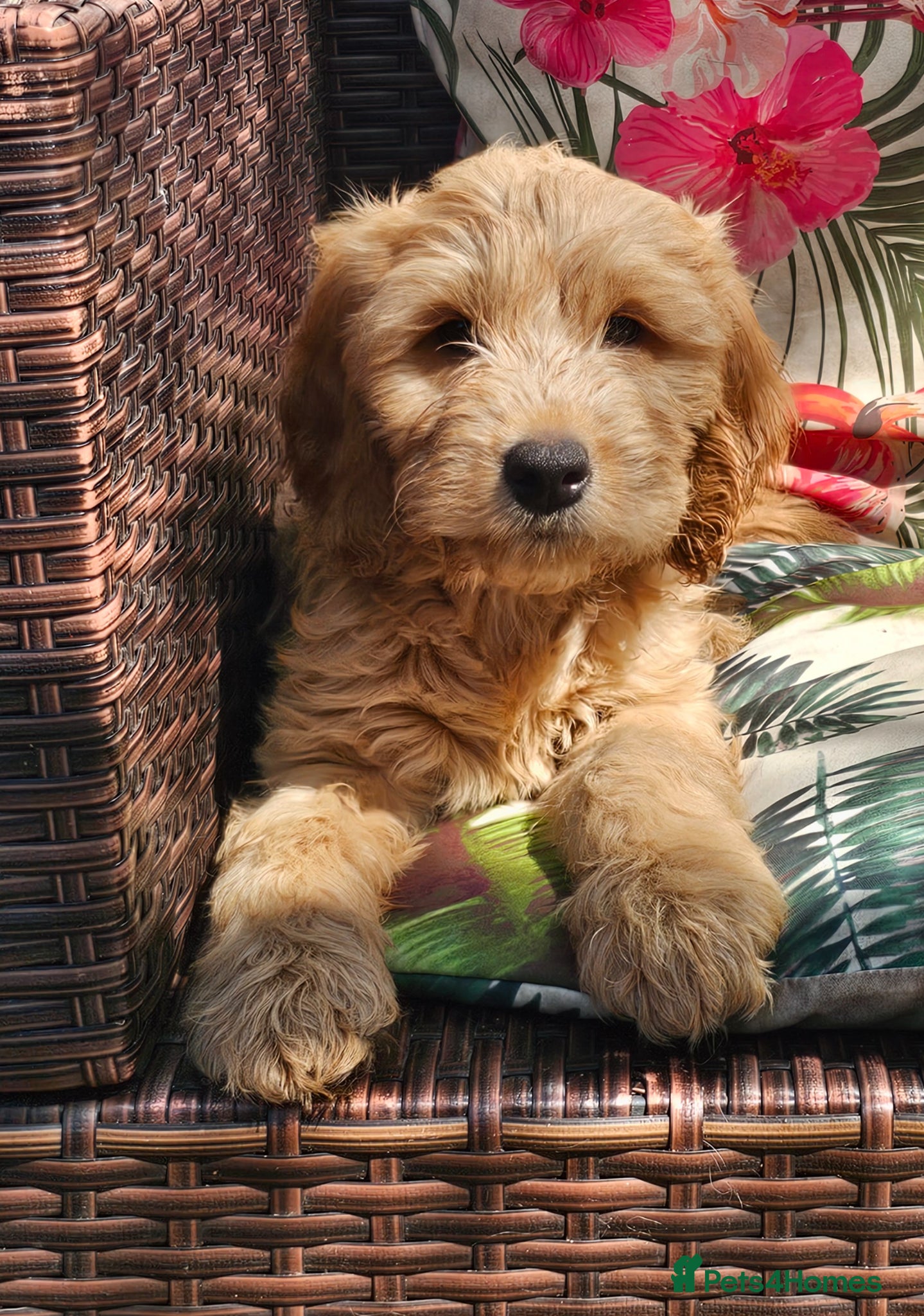 Cockapoo dogs Gorgeous Cockapoo pups - Ready now!!! - Advert 12